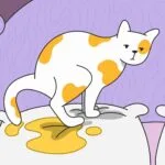 cat peeing on bed suddenly