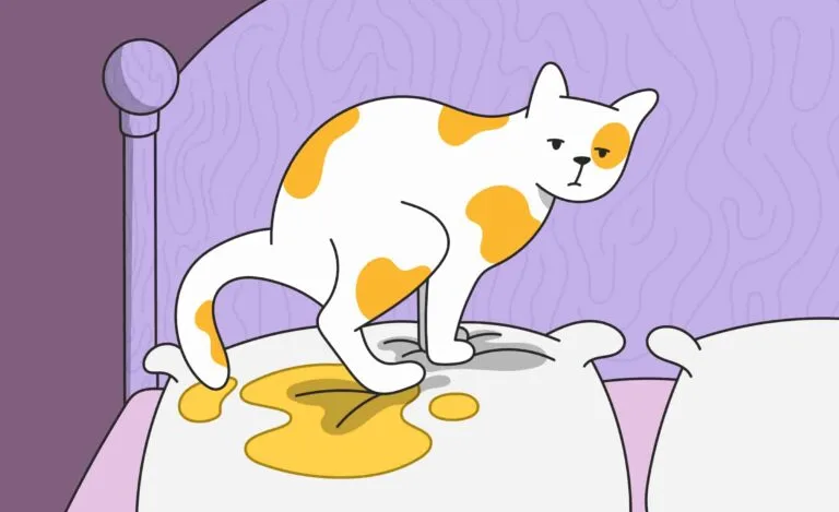 cat peeing on bed suddenly